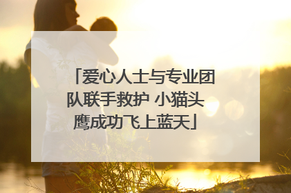 爱心人士与专业团队联手救护 小猫头鹰成功飞上蓝天