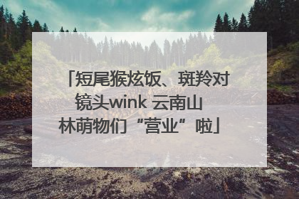 短尾猴炫饭、斑羚对镜头wink 云南山林萌物们“营业”啦