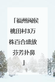 福州闽侯桃田村3万株百合盛放 芬芳扑鼻
