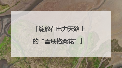 绽放在电力天路上的“雪域格桑花”