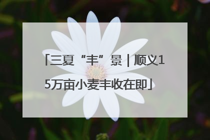 三夏“丰”景｜顺义15万亩小麦丰收在即