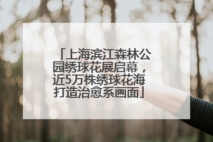 上海滨江森林公园绣球花展启幕，近5万株绣球花海打造治愈系画面