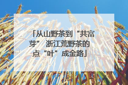 从山野茶到“共富芽” 浙江荒野茶的点“叶”成金路