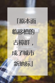 原本面临移植的古樟群，成了城市新地标