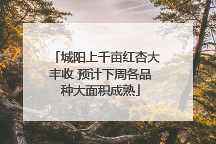 城阳上千亩红杏大丰收 预计下周各品种大面积成熟