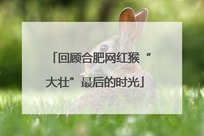 回顾合肥网红猴“大壮”最后的时光