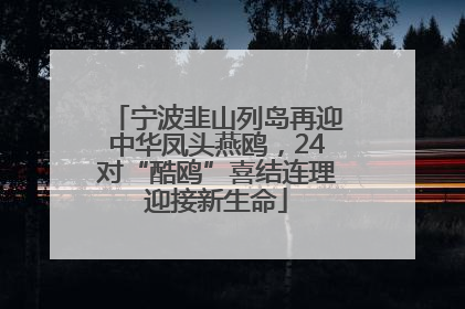宁波韭山列岛再迎中华凤头燕鸥，24对“酷鸥”喜结连理迎接新生命