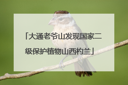 大通老爷山发现国家二级保护植物山西杓兰