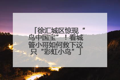 徐汇城区惊现“鸟中国宝”！看城管小哥如何救下这只“彩虹小鸟”