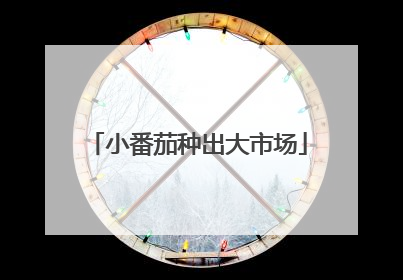 小番茄种出大市场
