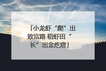 小龙虾“爬”出致富路 稻虾田“长”出金疙瘩