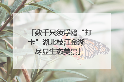 数千只须浮鸥“打卡”湖北枝江金湖 尽显生态美景