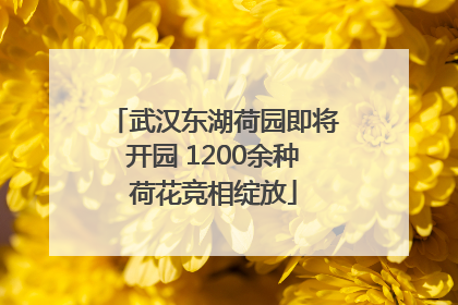武汉东湖荷园即将开园 1200余种荷花竞相绽放