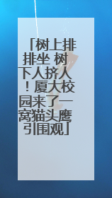 树上排排坐 树下人挤人！厦大校园来了一窝猫头鹰引围观