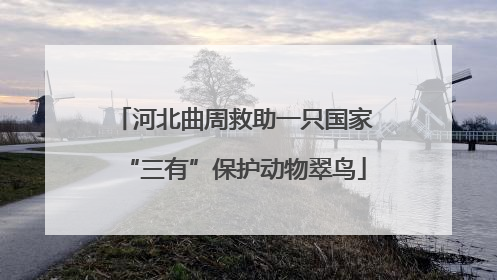 河北曲周救助一只国家“三有”保护动物翠鸟