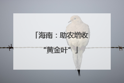 海南：助农增收 “黄金叶”