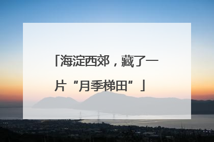 海淀西郊，藏了一片“月季梯田”