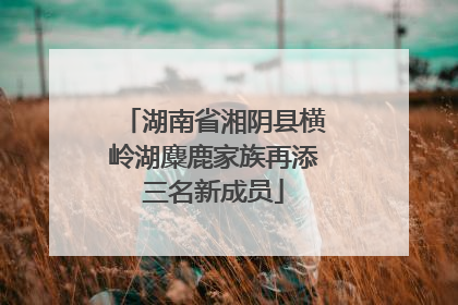 湖南省湘阴县横岭湖麋鹿家族再添三名新成员
