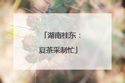 湖南桂东：夏茶采制忙