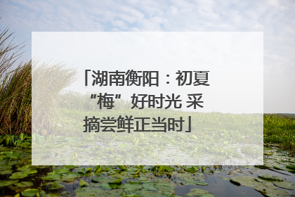 湖南衡阳：初夏“梅”好时光 采摘尝鲜正当时