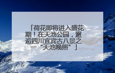 荷花即将进入盛花期！在天池公园，邂逅四川宜宾古八景之一“天池晚照”