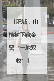 肥城：山楂树下藏金薯“一地双收”