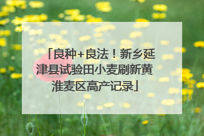 良种+良法！新乡延津县试验田小麦刷新黄淮麦区高产记录