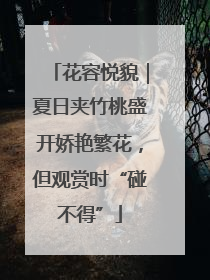 花容悦貌｜夏日夹竹桃盛开娇艳繁花，但观赏时“碰不得”
