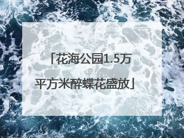 花海公园1.5万平方米醉蝶花盛放