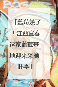 蓝莓熟了！江西宜春这家蓝莓基地迎来采摘旺季