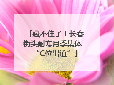 藏不住了！长春街头耐寒月季集体“C位出道”