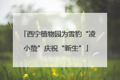 西宁植物园为雪豹“凌小蛰”庆祝“新生”