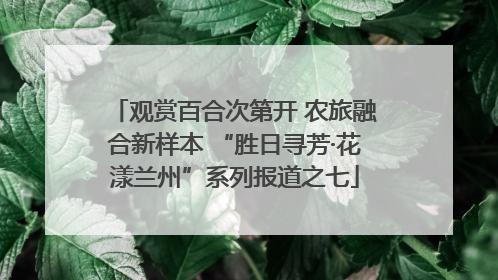 观赏百合次第开 农旅融合新样本 “胜日寻芳·花漾兰州”系列报道之七