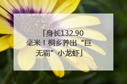 身长132.90毫米！桐乡养出“巨无霸”小龙虾