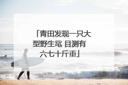 青田发现一只大型野生鼋 目测有六七十斤重