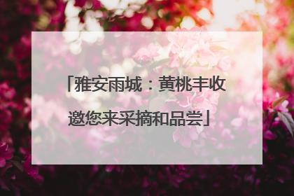 雅安雨城：黄桃丰收 邀您来采摘和品尝
