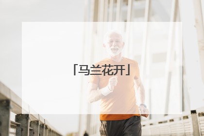 马兰花开