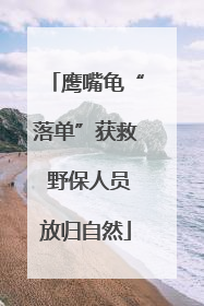 鹰嘴龟“落单”获救 野保人员放归自然