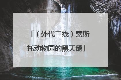 （外代二线）索斯托动物园的黑天鹅