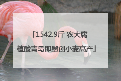 1542.9斤 农大腐植酸青岛即墨创小麦高产